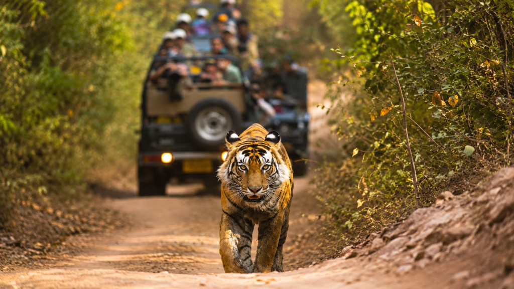 Bengal tiger on safari path in Ranthambhore