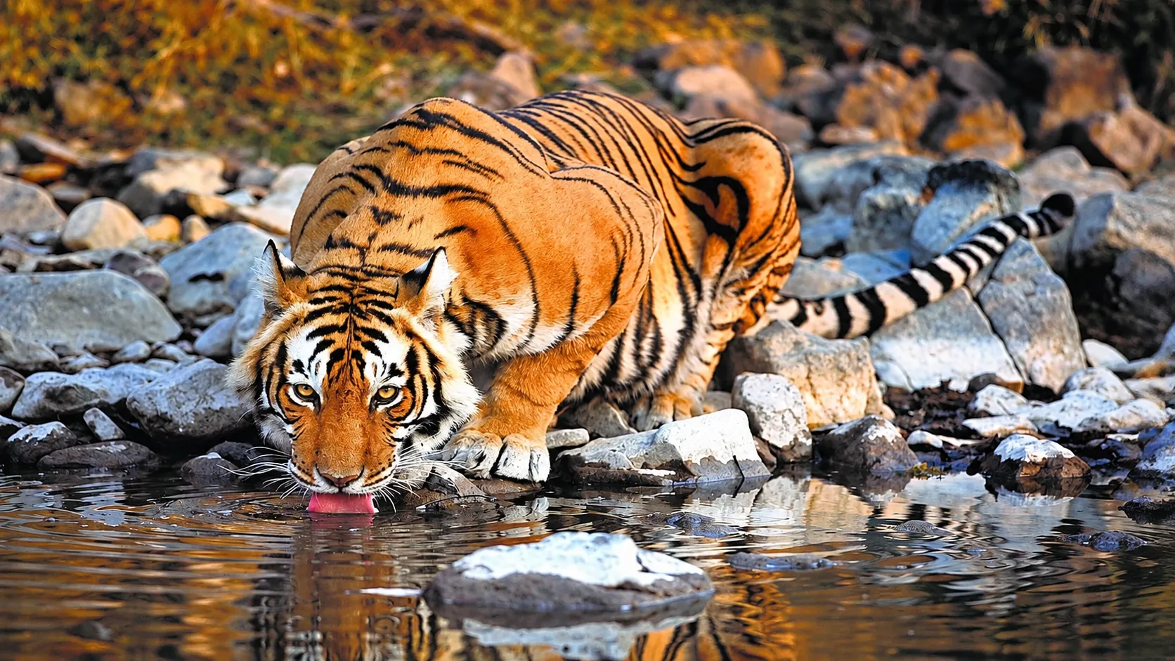 Bengal tiger drinking water beside a rocky stream during a wildlife safari in Rajasthan