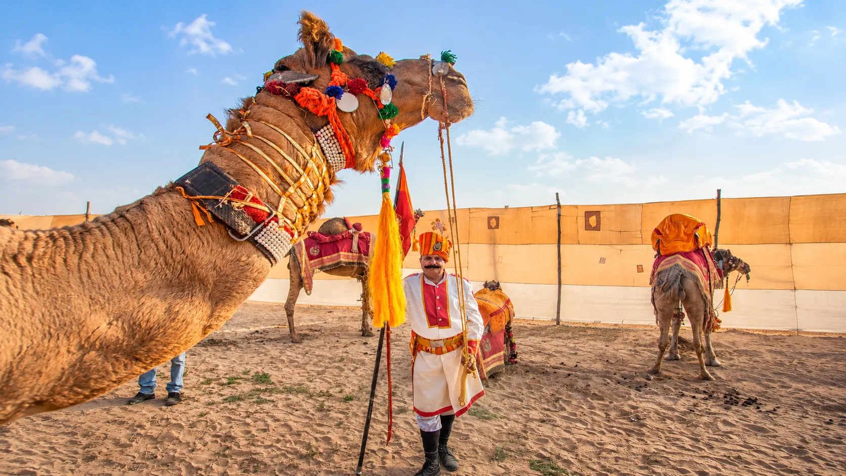 Decorated camel and traditionally dressed Rajasthani performer at a camel festival in Rajasthan