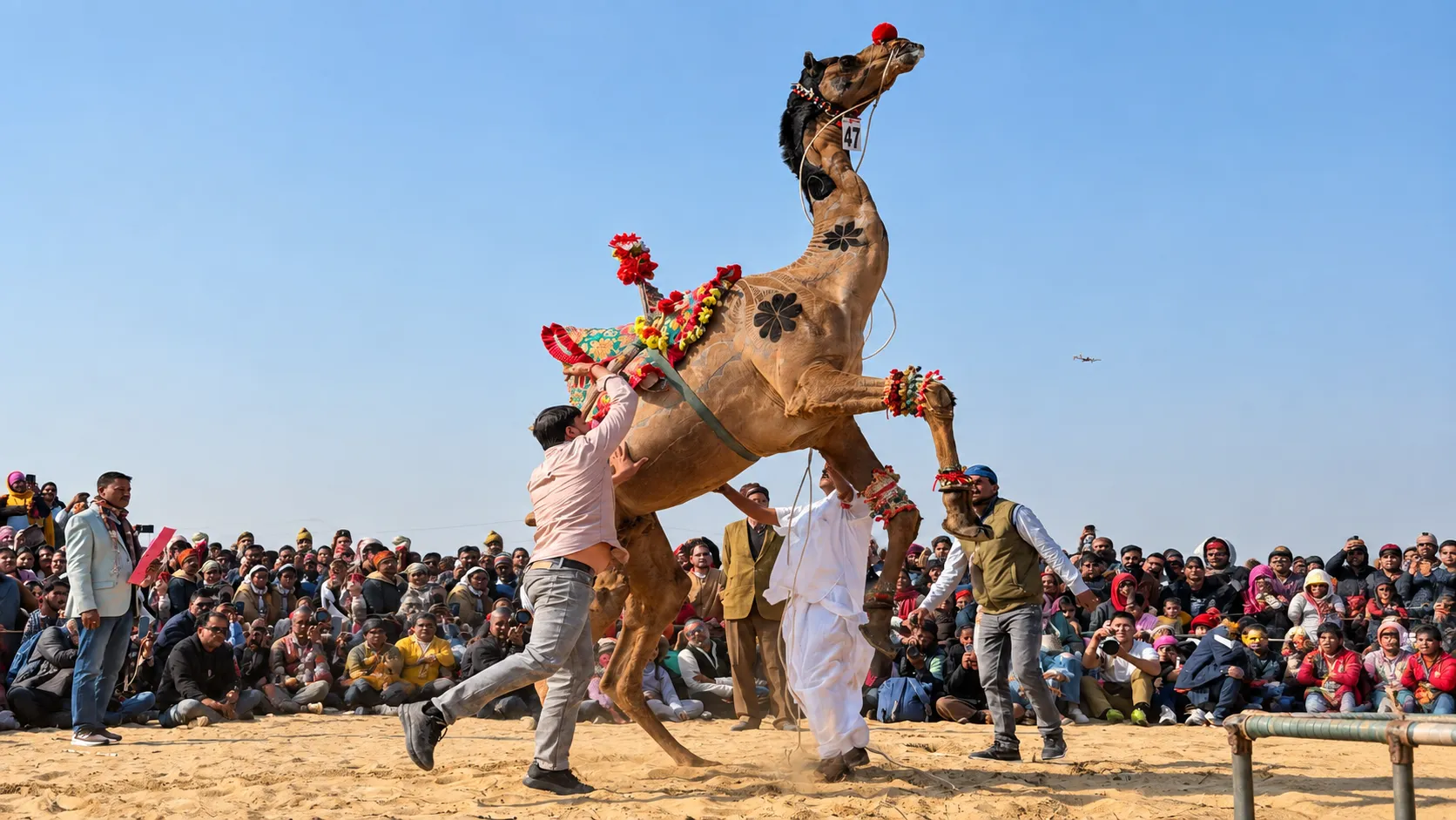 Traditional camel race in Rajasthan with decorated camel and spectators gathered around